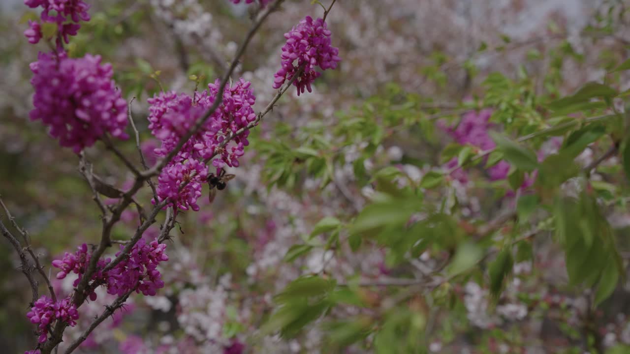 Bumblebee collecting pollen form Spring flowers in Uji, Kyoto