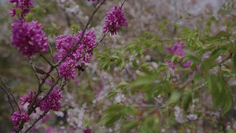 bumblebee collecting pollen form spring flowers in uji, kyoto