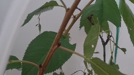 Oruga-Blanca-Comiendo-Perezosamente-Una-Hoja-De-Cerezo