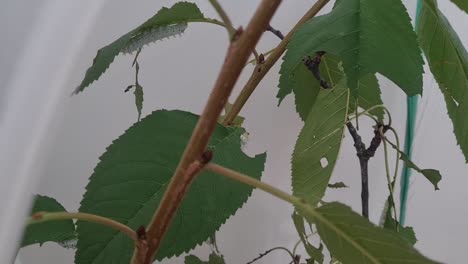 oruga blanca comiendo perezosamente una hoja de cerezo