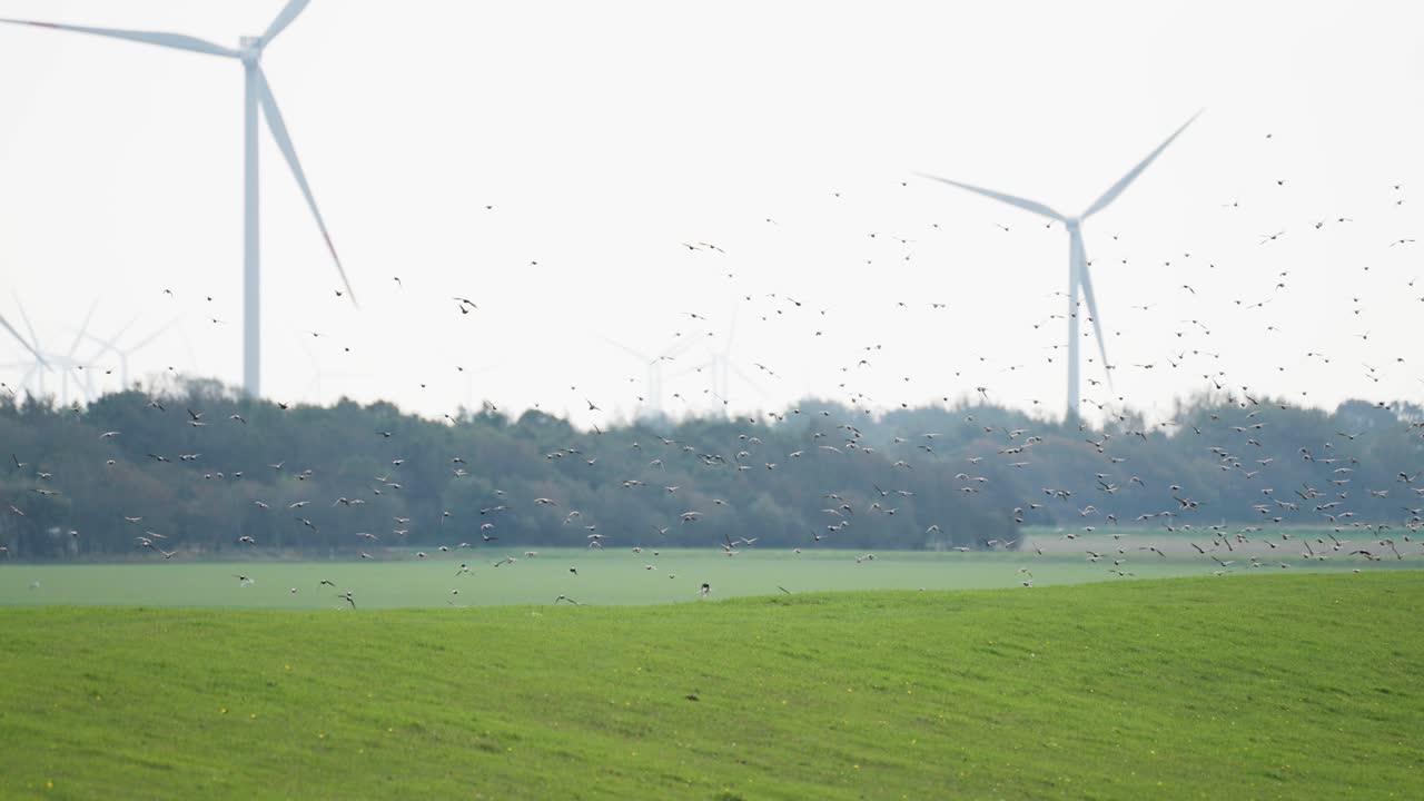 새와 풍력 에너지의 조화로운 공존을 목격합니다.