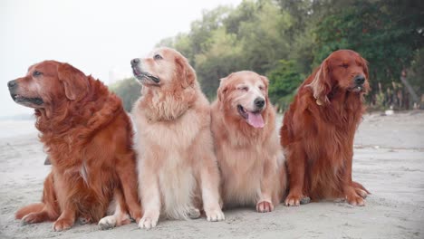 old golden retriever dogs group sitting on the sand and resting on the beach