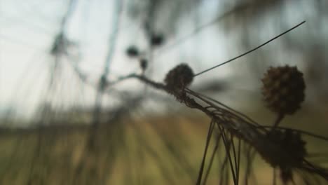 dreamy vision of dried stick with shallow depth of field