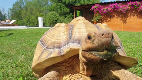 close-up on turtle head jerking while tortoise is walking on green lawn