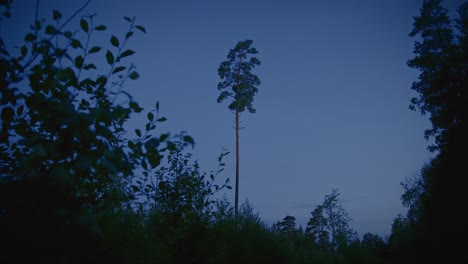 Árbol-Solitario-Que-Se-Eleva-Sobre-El-Bosque-En-Una-Tarde-De-Verano-En-Suecia.