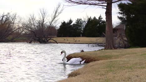 a beautiful swan walks into the lake