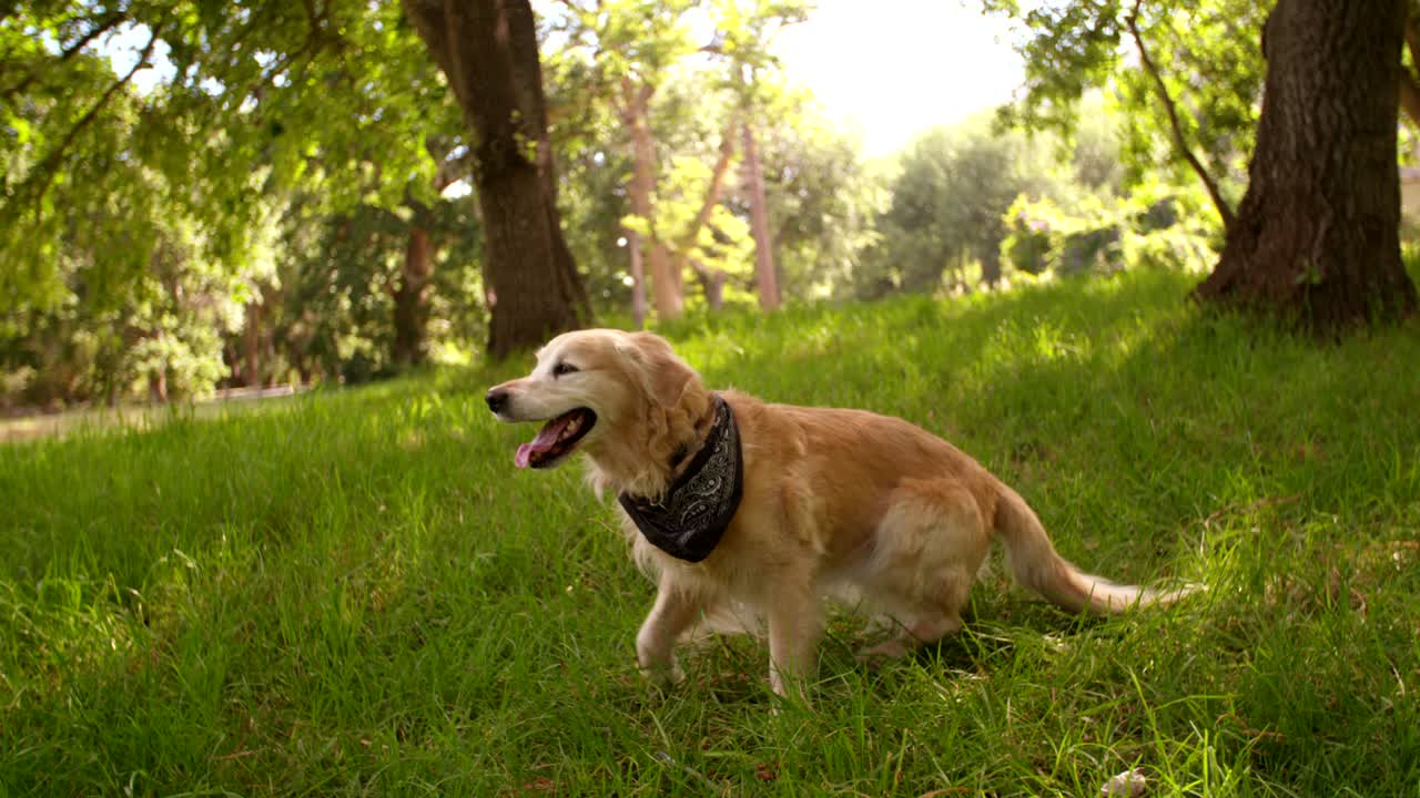 공원에서 산책하는 귀여운 라브라도르 리트리버 개