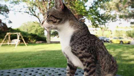 close-up shot of grey domestic tabby cat gazing into the distance at an idyllic park