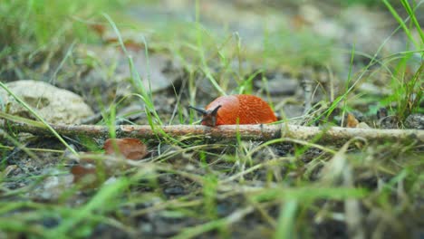 4K-cinematic-macro-shot-of-a-slug-moving-along-towards-the-camera