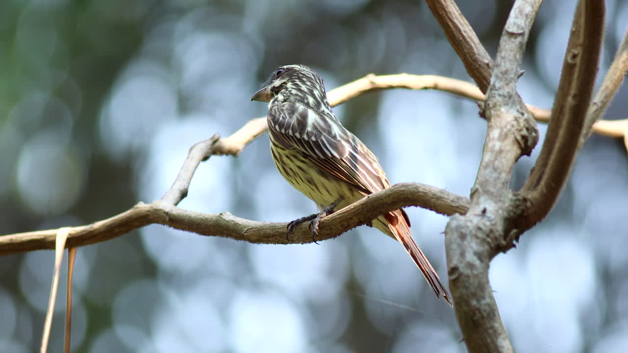 열대 열대 우림 정글 장면-5에서 근접한 줄무 날개잡기 새