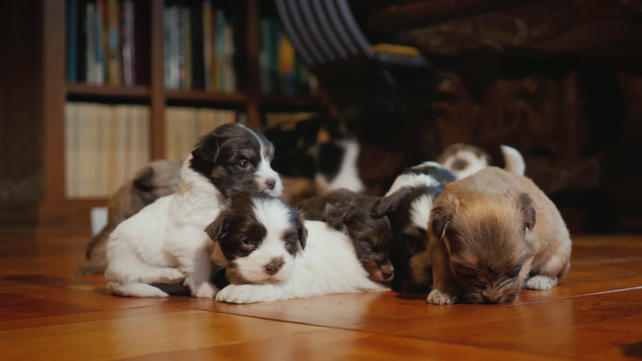 cachorros divertidos juegan en el suelo en la habitación el gato los está mirando
