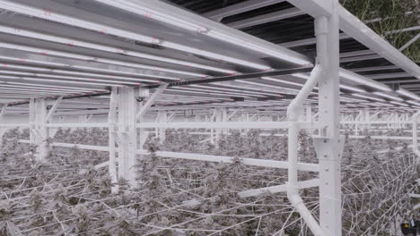 disparo descendente que revela una moderna instalación de cultivo de cannabis en california
