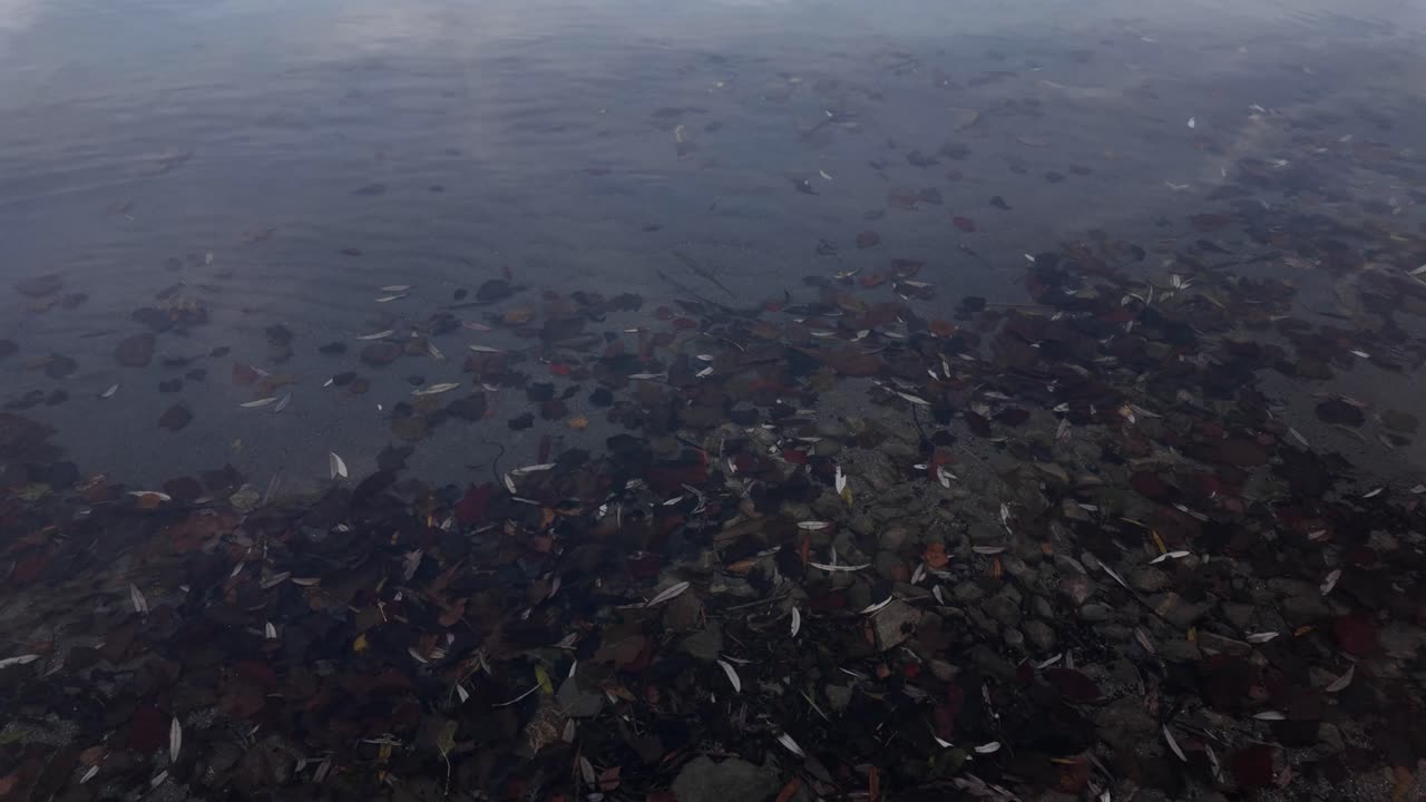 Lake water pond shallow depth debris pebble stone lakeside shore