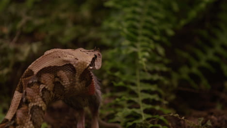 Gaboon-viper-slowly-eats-small-rat-head-first-in-wooded-area