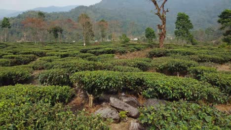 Drone-shot-or-motion-shot-of-tea-garden