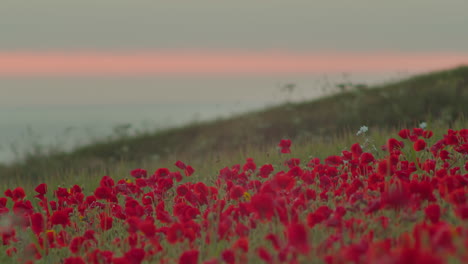 Amapolas-Florecientes-De-Flores-Silvestres-Durante-La-Puesta-Del-Sol-En-West-Pentire,-Newquay,-Cornwall,-Inglaterra---Disparo-De-Enfoque-Selectivo