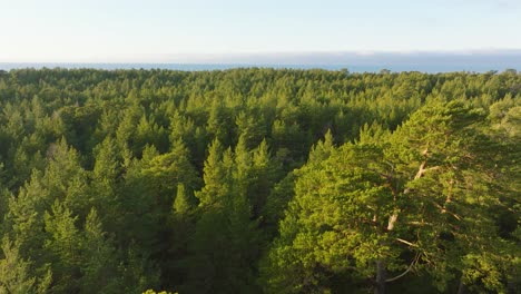 aerial establishing view of fresh green pine tree forest, nordic woodland, forest trail, sunny evening, golden hour light, wide drone shot moving forward low over the treetops