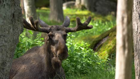 Nahaufnahme-Eines-Müden-Großen-Elchbullen,-Der-Im-Tiefgrünen-Wald-Ruht,-Warmer-Sommertag-In-Alaska