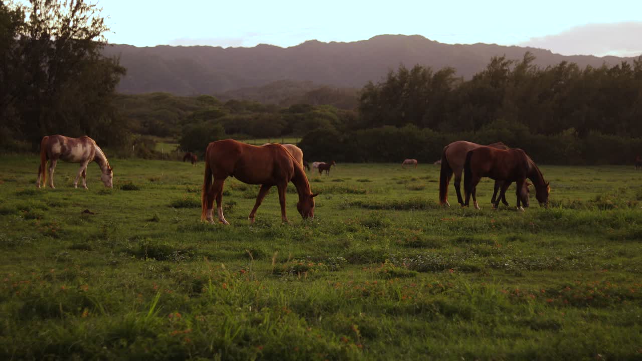 foto fija de un grupo de grandes caballos pastando y alimentándose de la exuberante hierba verde en un rancho en hawaii