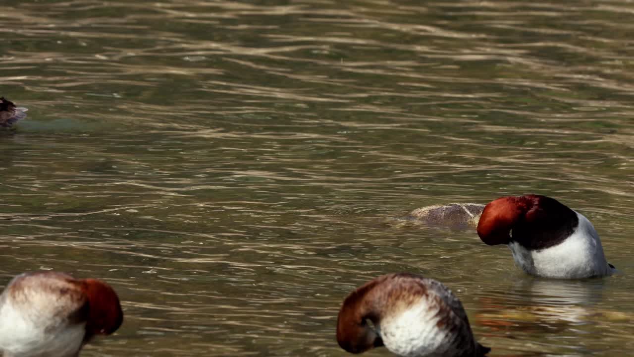 Uno scatto dettagliato in tempo reale di un moriglione comune che si liscia le piume in un incontaminato ecosistema fluviale dell'Himachal Pradesh, India, durante la stagione invernale.