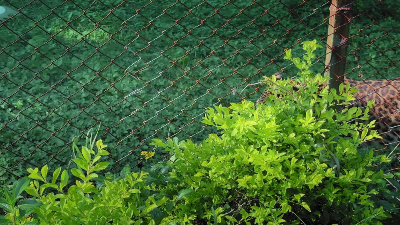 A leopard walks along a fenced enclosure, its spotted coat sharp in close view as muscles ripple through the body while it moves calmly forward ahead