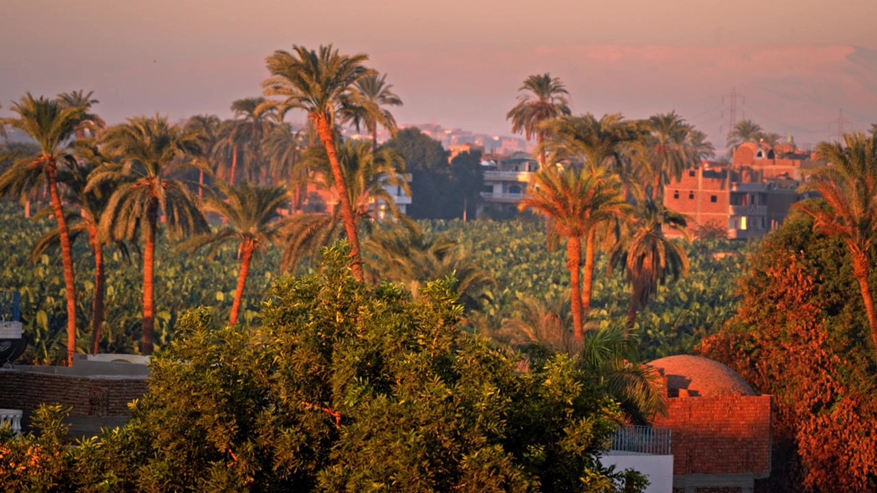 Una tranquilla scena mattutina sulla Sponda Occidentale di Luxor, Egitto, che mostra lussureggianti palme da dattero che si ergono sopra fitti campi agricoli verdi all'alba
