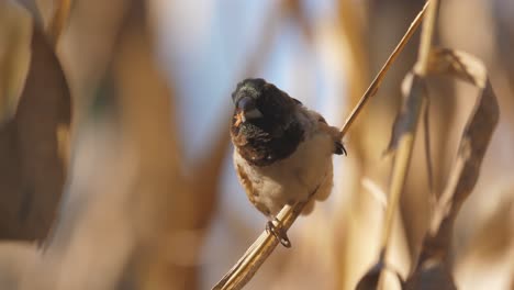 bronze mannikin finch perched on a corn stalk chewing on a seed, close-up, selective focus