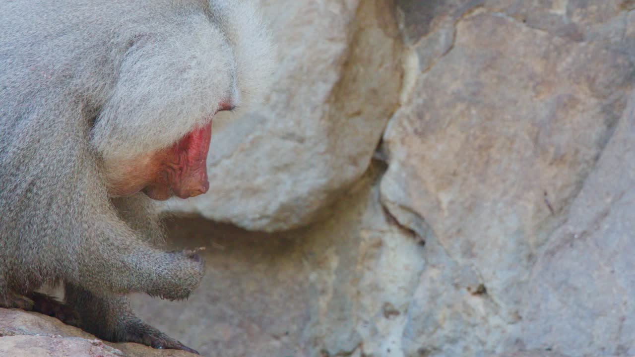 Adult male Hamadryas baboon confronts juvenile on rocky surface, natural daylight, close-up shot