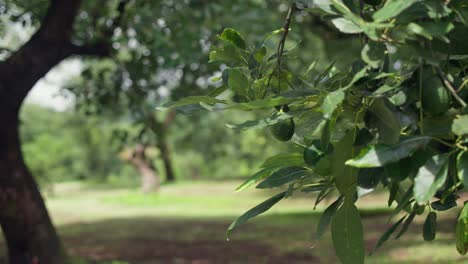 slow motion shot of an avocado tree on an avocado orchard in uruapan