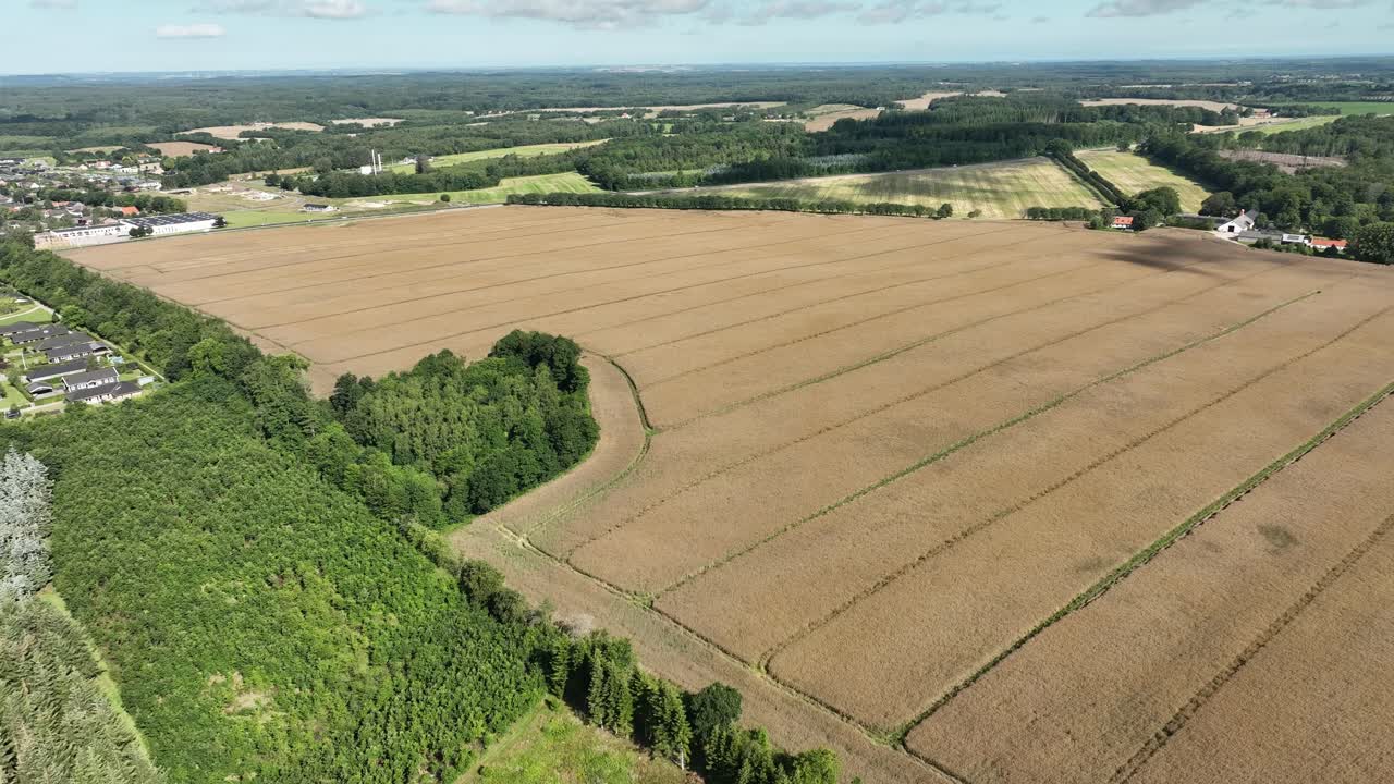 Establishing aerial view over golden field of grain in Djursland, Denmark