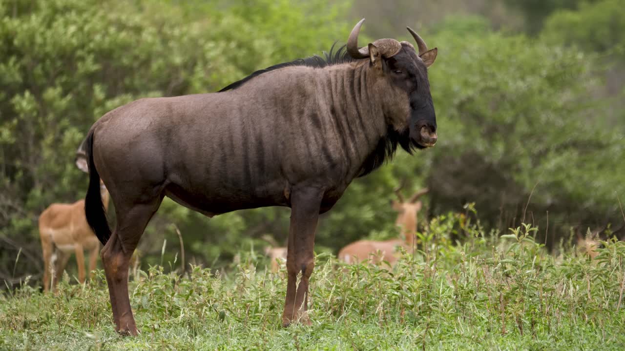Vista laterale di un gnu cornuto in una riserva naturale africana, inquadratura a figura intera.