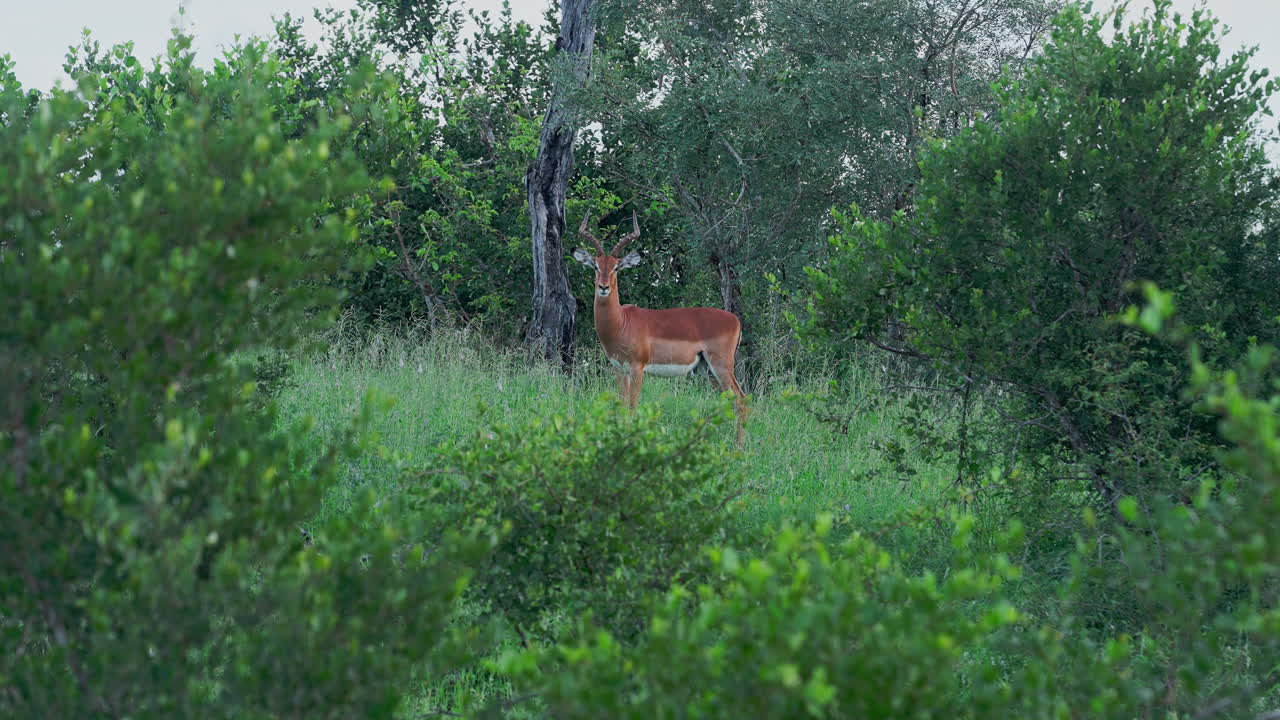 Impala in African Savannah