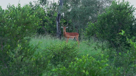 impala in african savannah