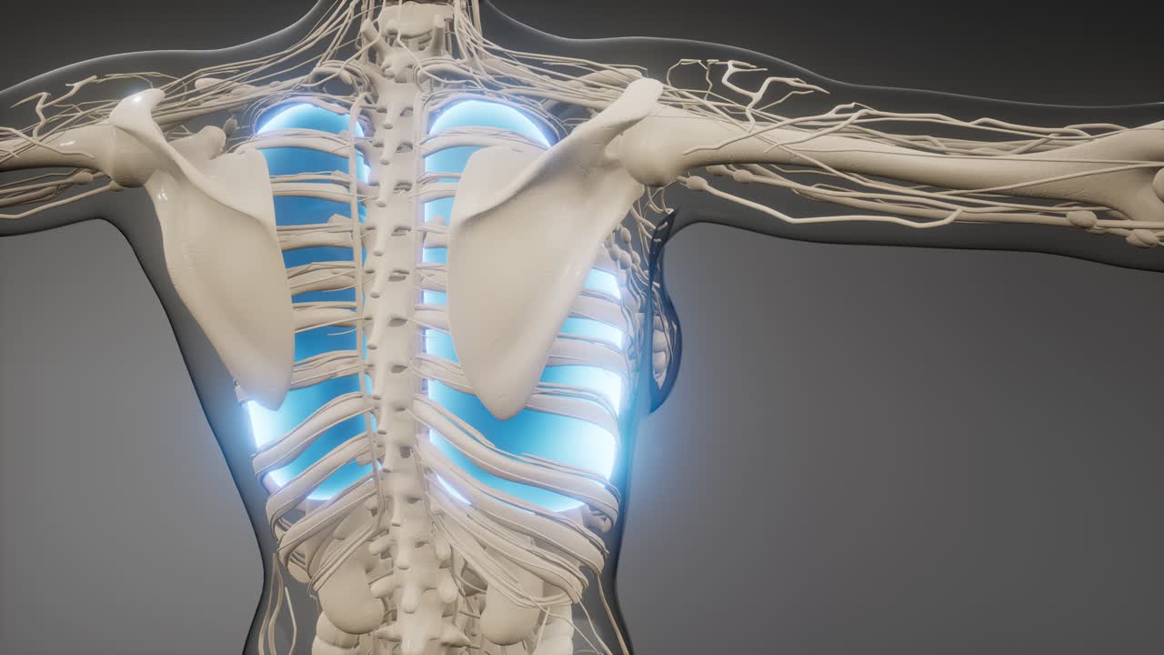 인간의 폐 방사선 검사