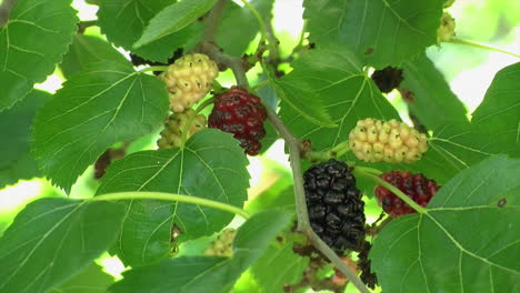 close-up of mulberries in varying stages of ripeness