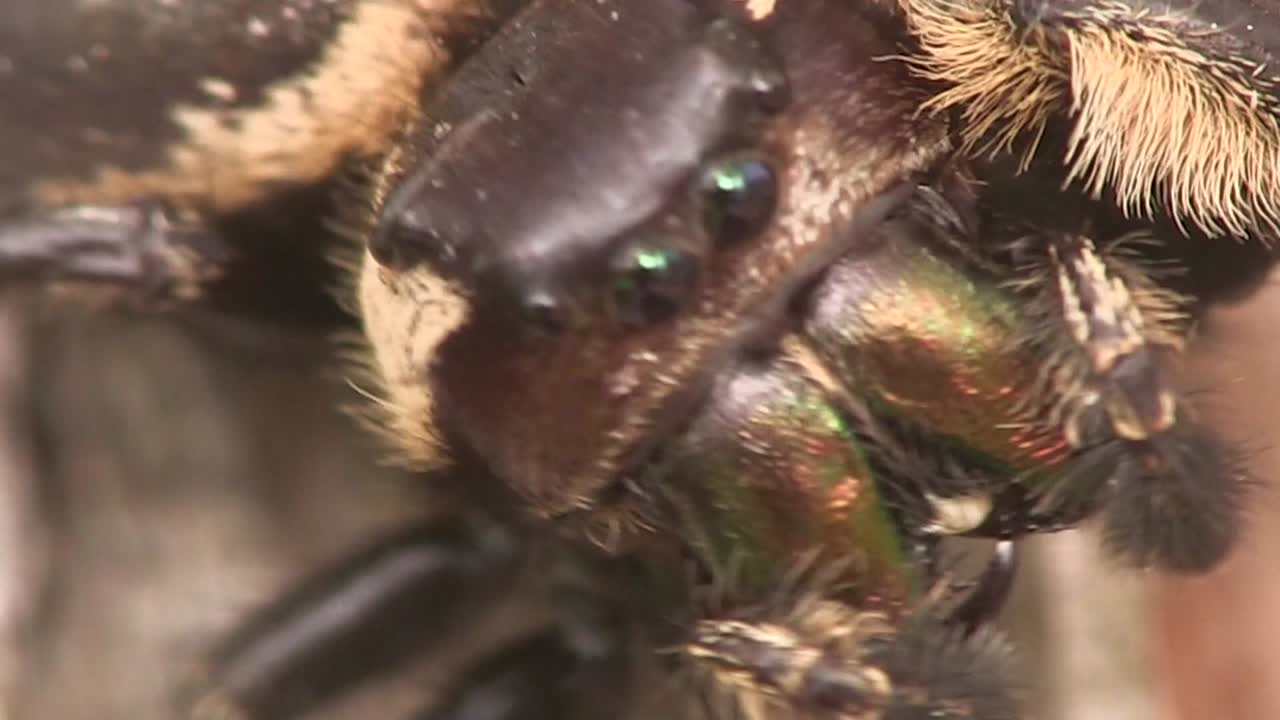 una cara de araña en un primerísimo plano