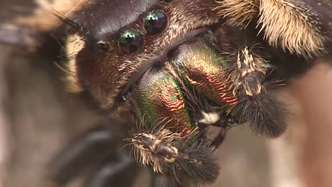 a spider face in extreme close up