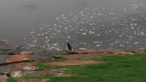 a black bird stands on the rocky shore of a calm running river.
