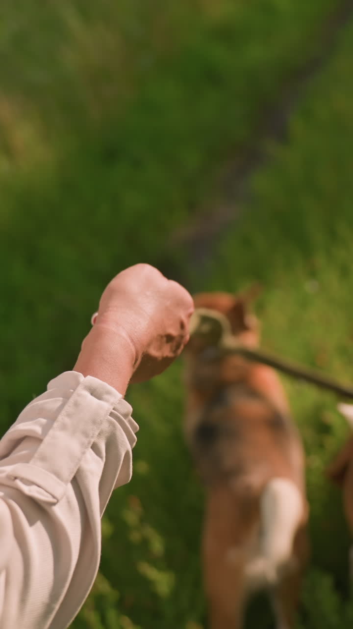 개들이 잔디을 탐험하는 동안 개가 줄을 잡고 있는 개인의 부분적인 시각, 오른쪽에 있는 개는 주인이 줄에 다시 당기면서 앞으로 달린다, 초록색이 배경을 채운다