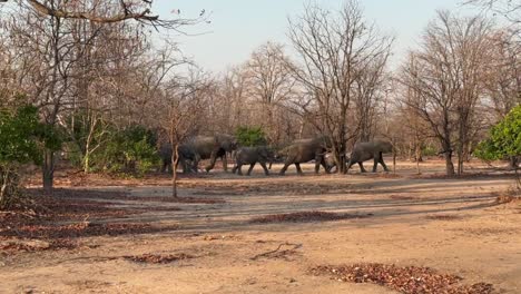 a herd of african bush elephants (loxodonta africana) walking in the forest in liwonde national park. malawi.
