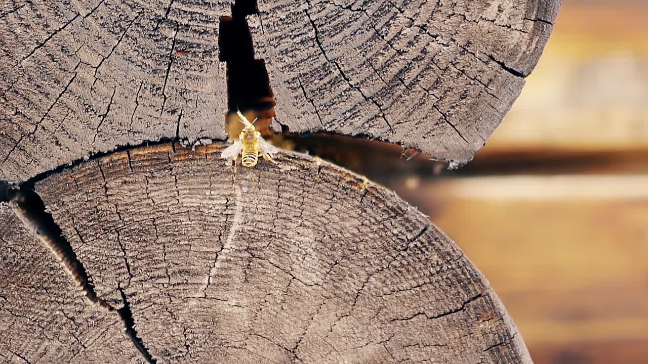 클로즈업 느린 동작: 두 마리의 벌레가 도착하여 여름의 나무 집에서 나무 어리 사이에 둥지를 짓는다.