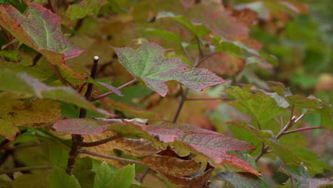 Multi-colored-hydrangea-sways-in-slow-motion-in-autumn-fall-breeze-close-up