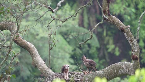 a javan hawk eagle accompanies her young, whose feathers are starting to turn brown while in its nest in the wild