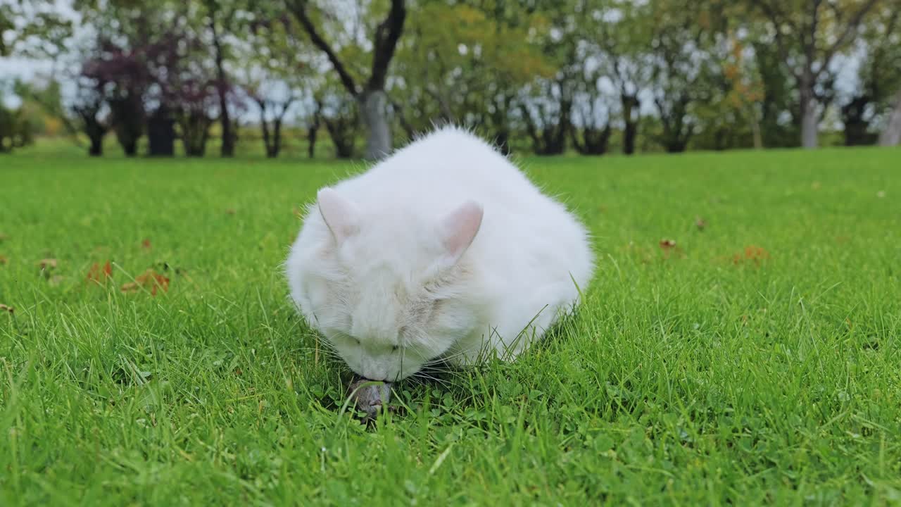 Medium shot of cat eating prey in countryside meadow showing natural survival