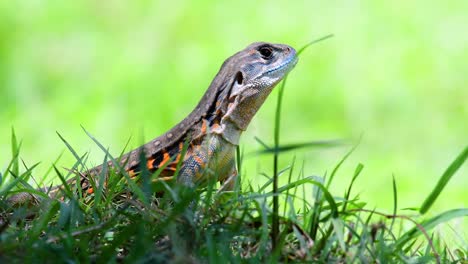 Die-Schmetterlingseidechse-Ist-Eine-Art-Leguan,-Die-Haut-Ist-Mit-Orangefarbenen,-Olivgrünen,-Weißen-Und-Blauen-Flecken-Gefleckt