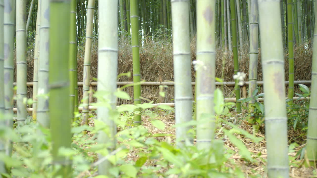caminando por un bosque de bambú sin turistas en kyoto, japón iluminación tenue