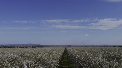 el dron despegó de las líneas de los almendros.