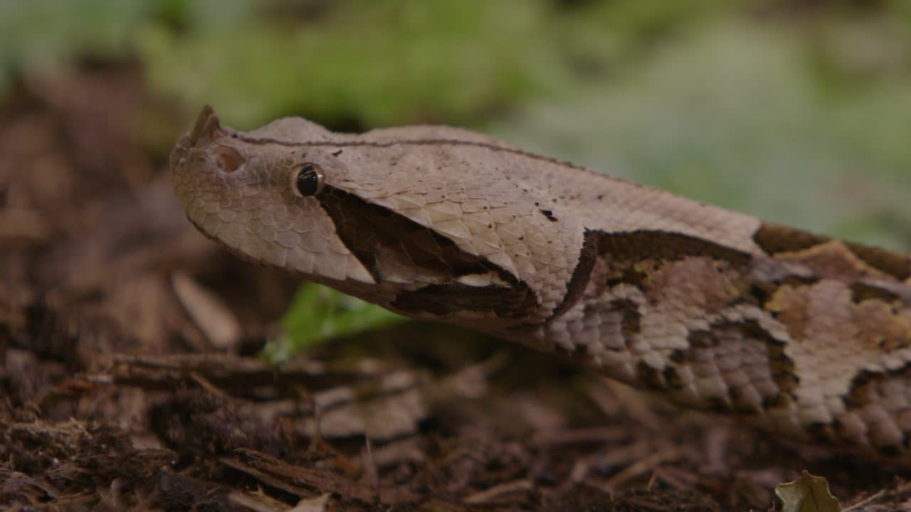 Gaboon viper extreme close up of snake