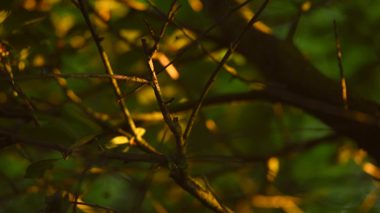 sol de la mañana temprano acariciando las ramas de un arbusto