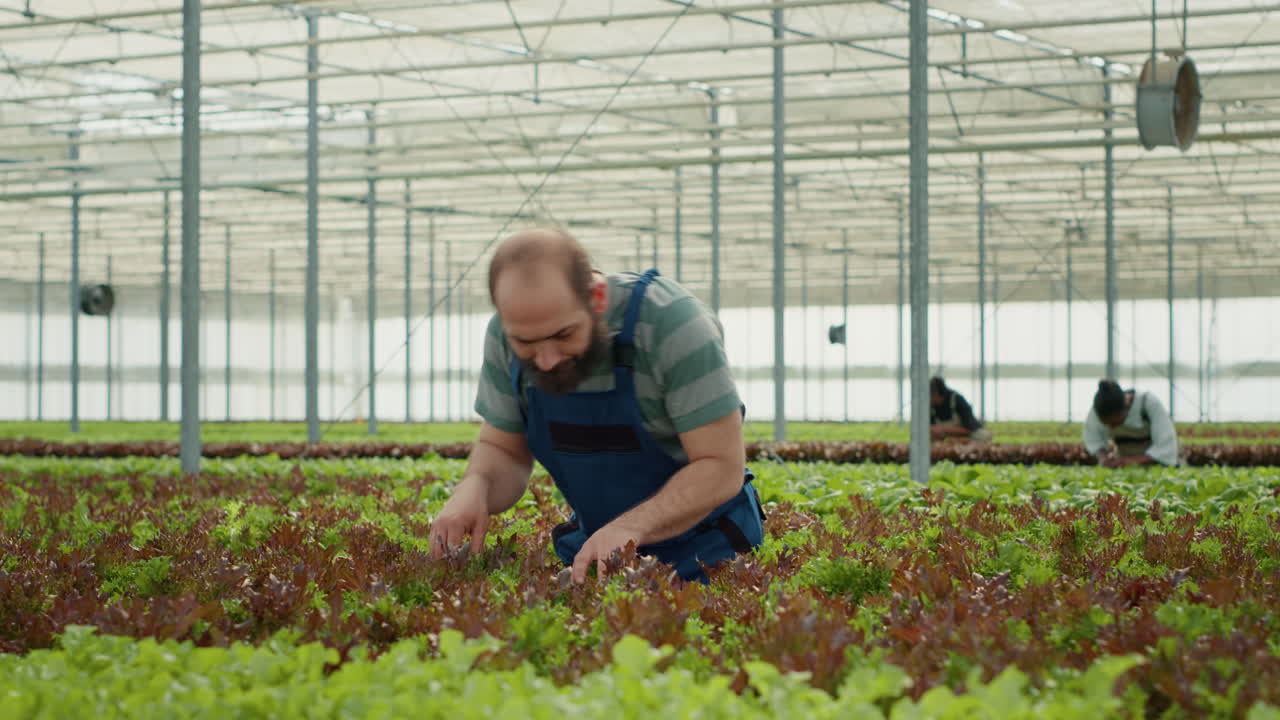 Farmers Harvesting Lettuce in Greenhouse